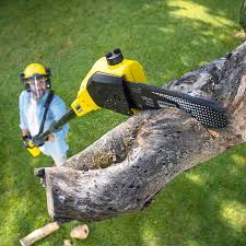 How Our Tree Care Process Works  in  Callaway, MD