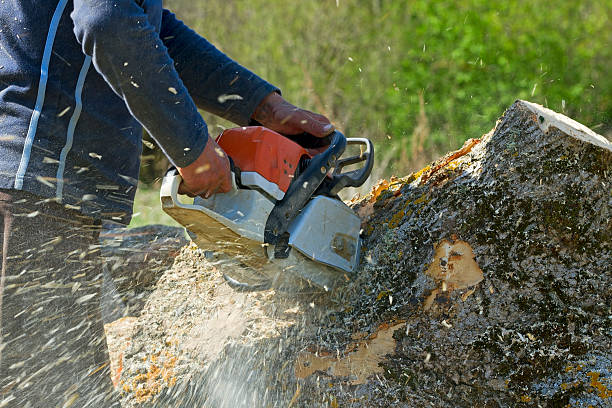 Best Stump Grinding and Removal  in Callaway, MD