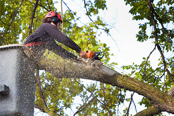Best Lawn Disease Treatment  in Callaway, MD