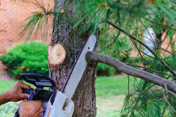 Best Tree Maintenance Programs  in Callaway, MD
